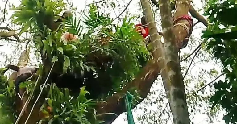 গাছে আটকে আছে কিশোরের হাত